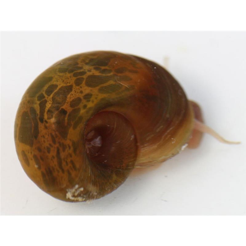 Planorbella duryi - imagine 3